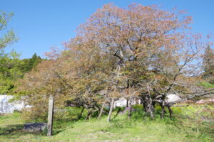 IMGP4283