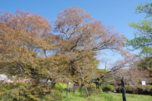 IMGP4293