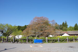 IMGP4295