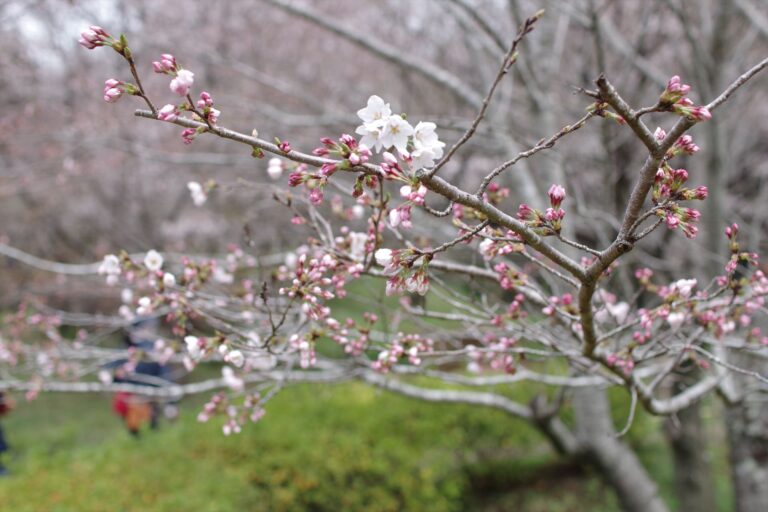 桜を見に津久井湖城山公園へ